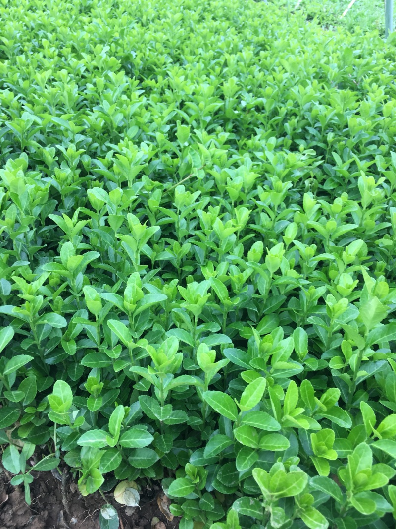 大量批发卫矛小苗卫矛床苗卫矛扦插苗保鲜发货