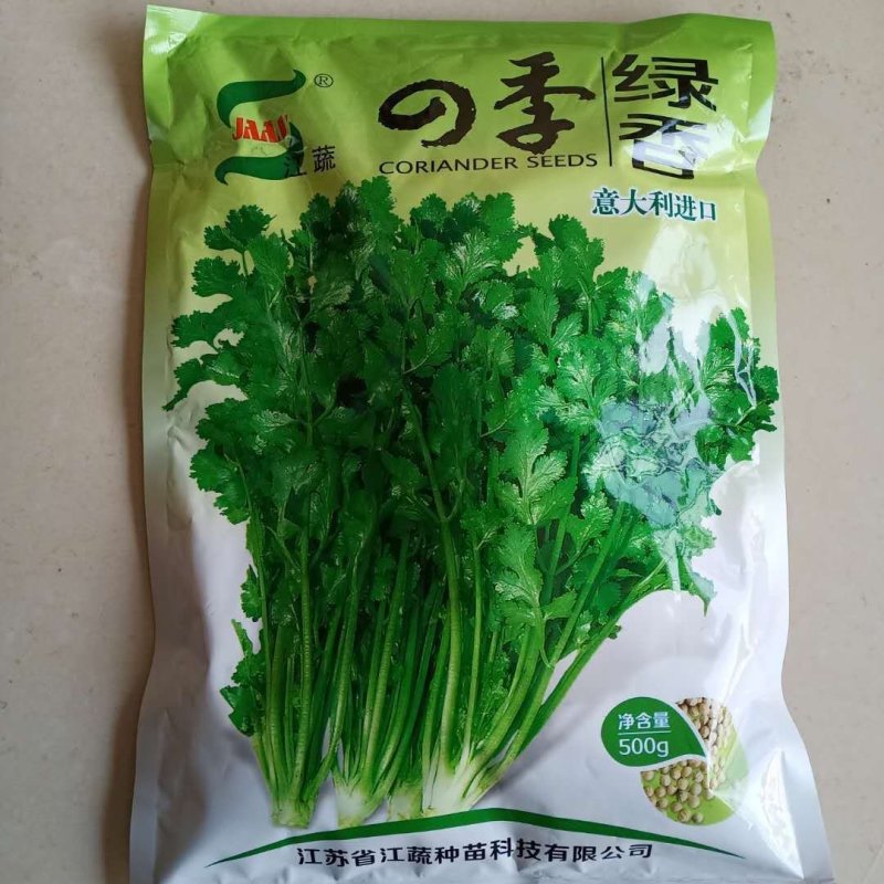 香菜种子三天出苗意大利香菜种子四季绿香进口夏季耐热品种