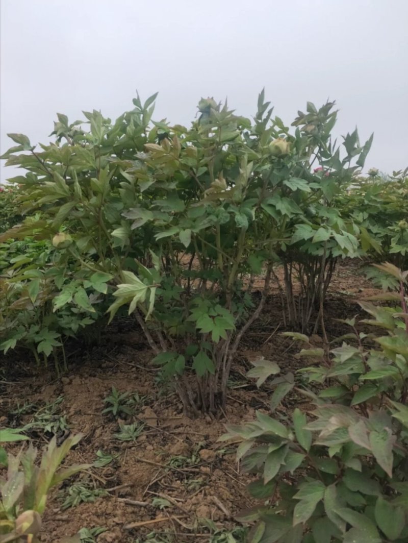 观赏牡丹丛生，油用牡丹，独杆牡丹欢迎来电咨询