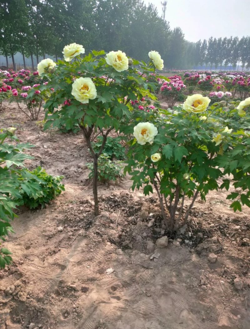 观赏牡丹丛生，油用牡丹，独杆牡丹欢迎来电咨询