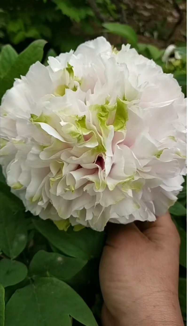 观赏牡丹丛生，油用牡丹，独杆牡丹欢迎来电咨询