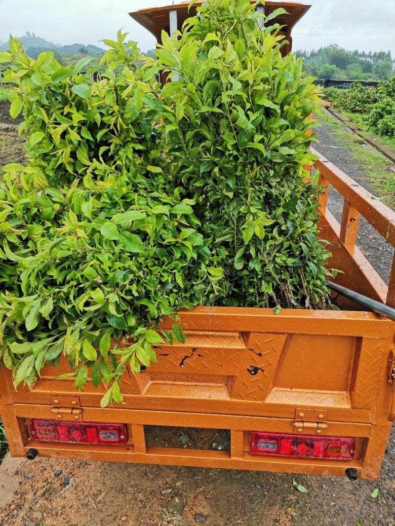 大果三华李苗，包正宗，假一赔十，提供免费种植技术