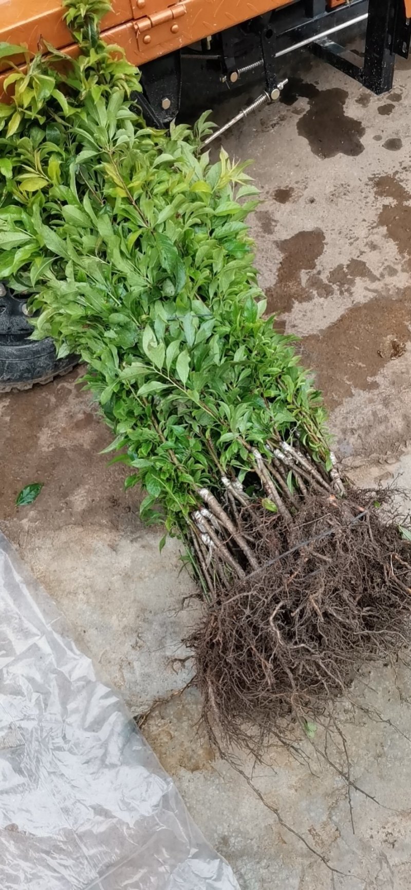 大果三华李苗，包正宗，假一赔十，提供免费种植技术