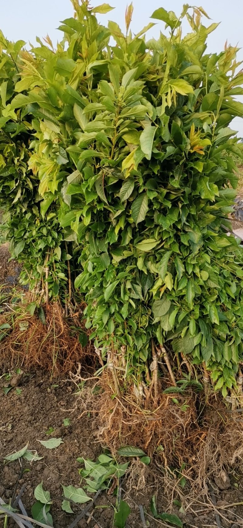 大果三华李苗，包正宗，假一赔十，提供免费种植技术