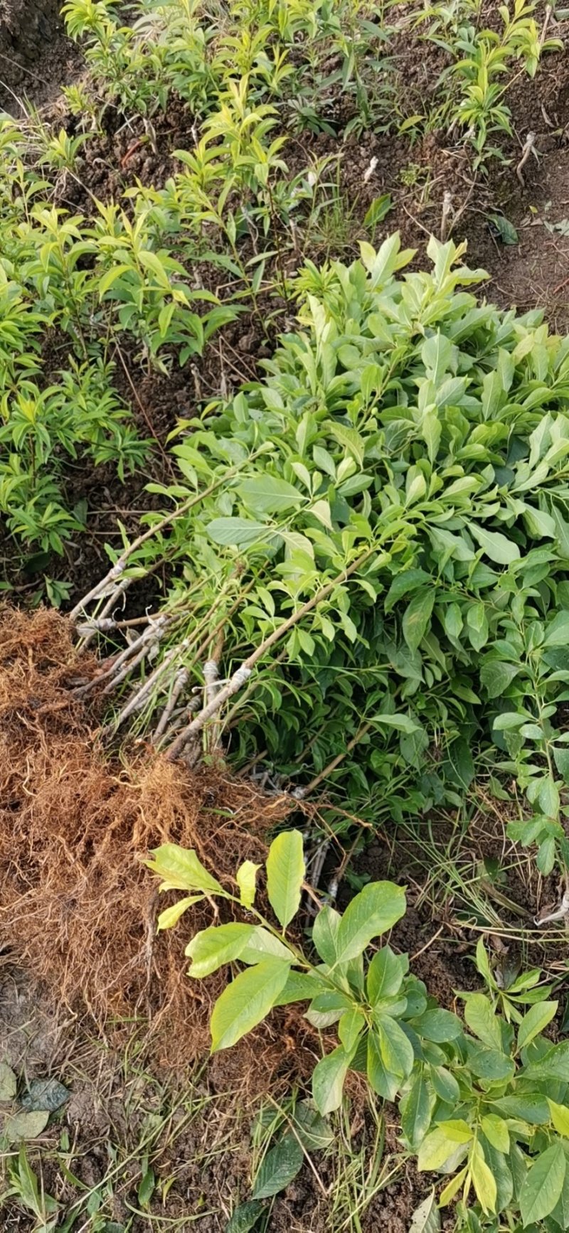 大果三华李苗，包正宗，假一赔十，提供免费种植技术