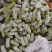 徐闻现在大量有蒲瓜货质量好又便宜