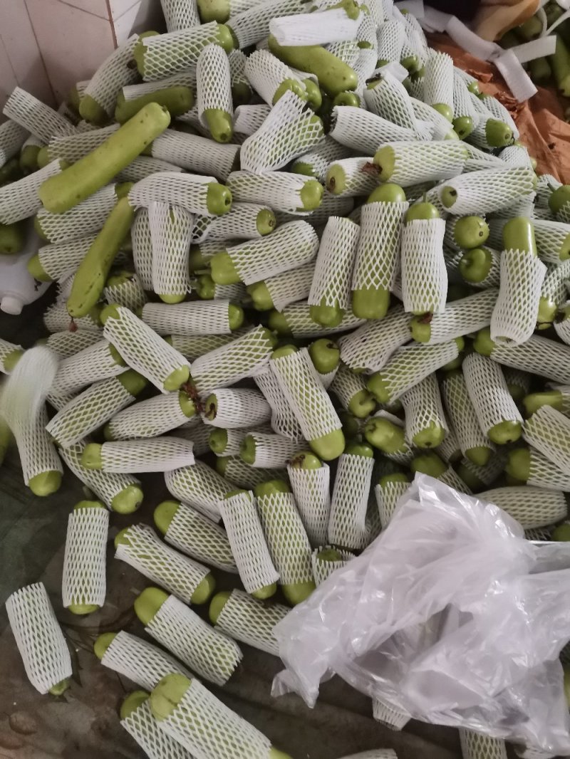 徐闻现在大量有蒲瓜货质量好又便宜