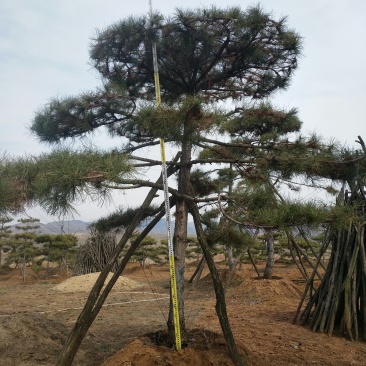 油松