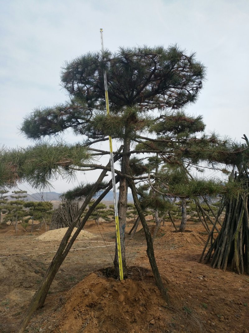 油松