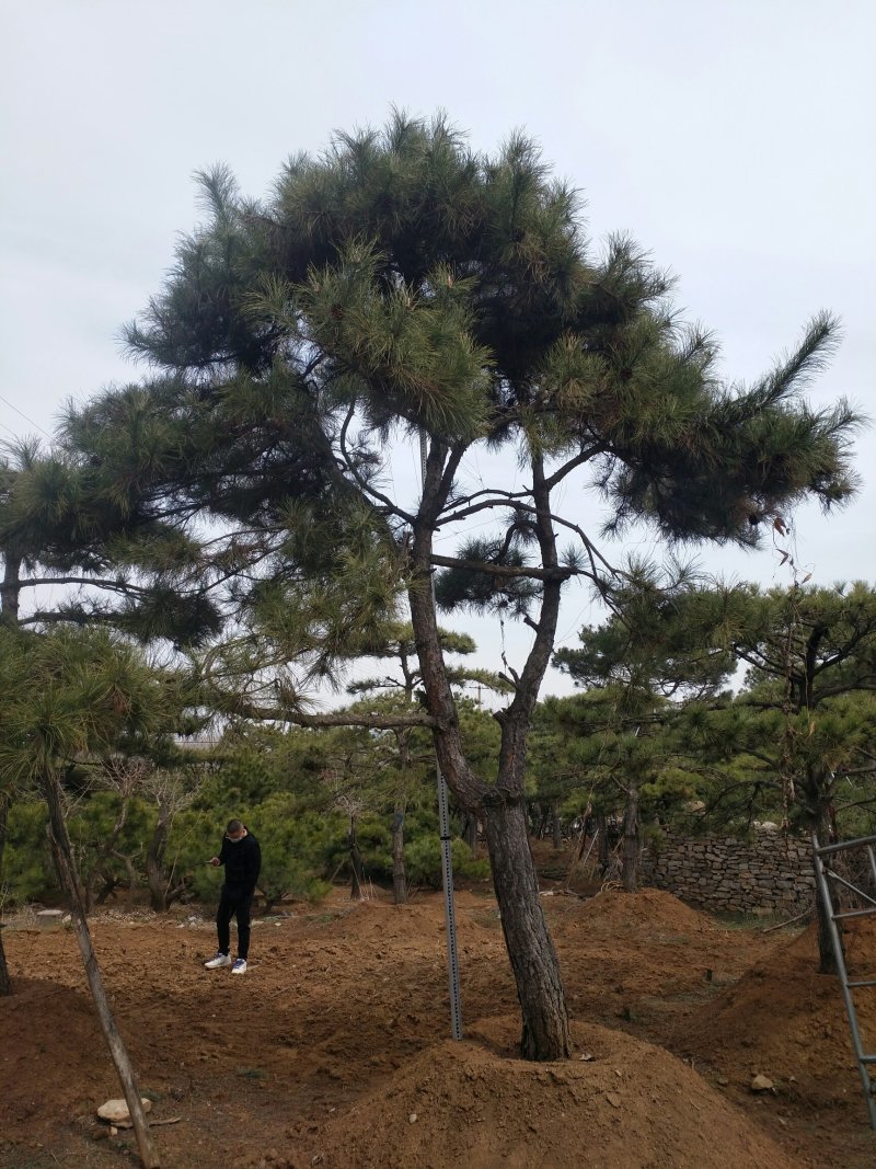 油松