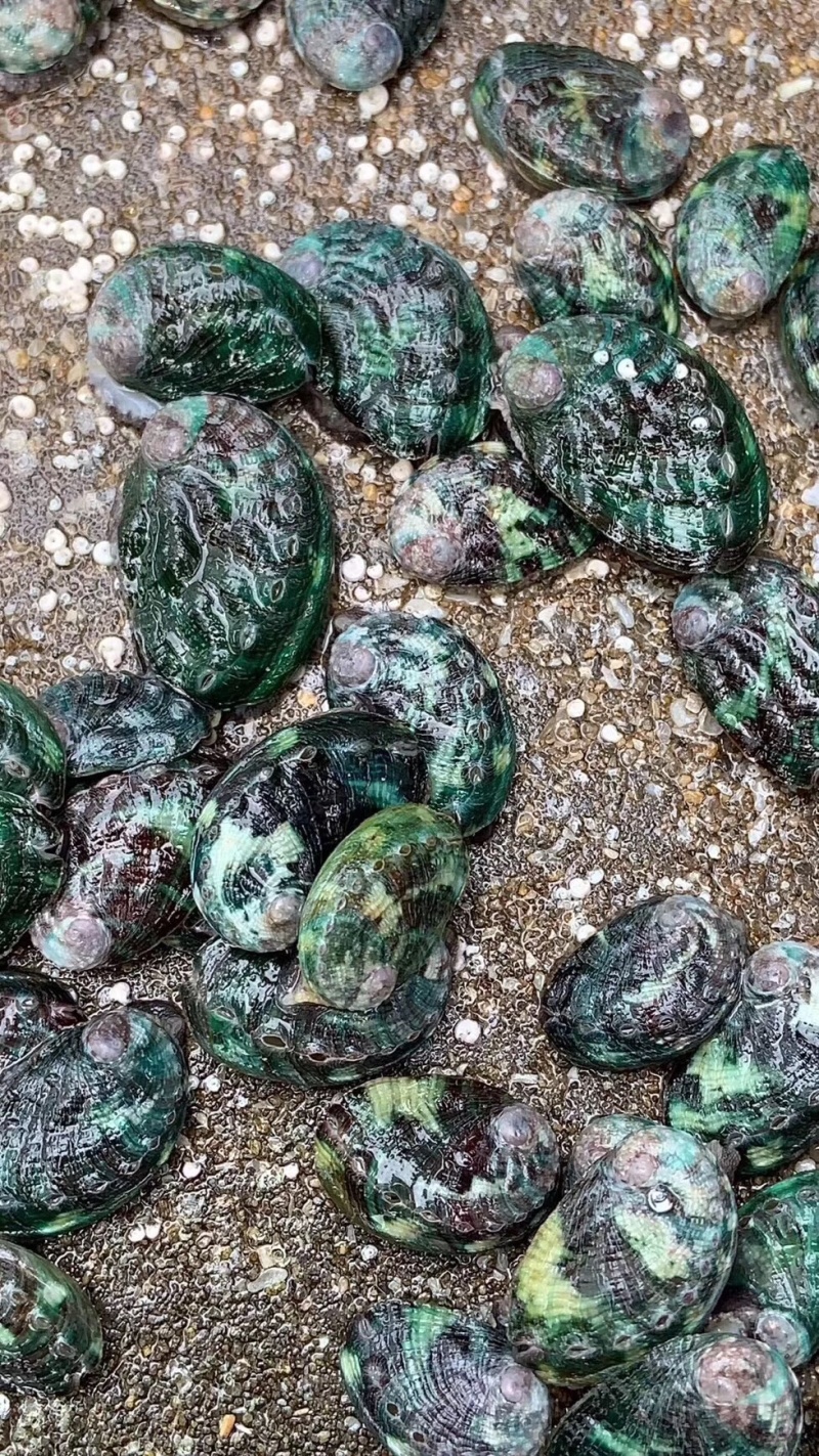 鲍鱼