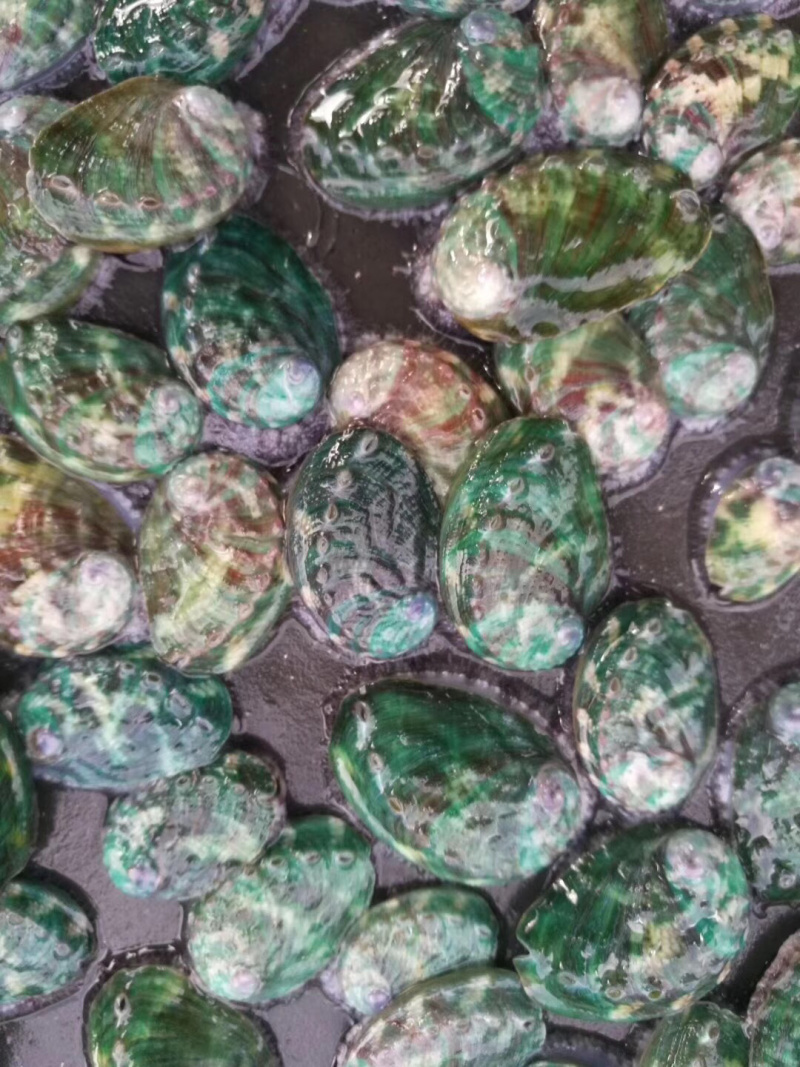 鲍鱼