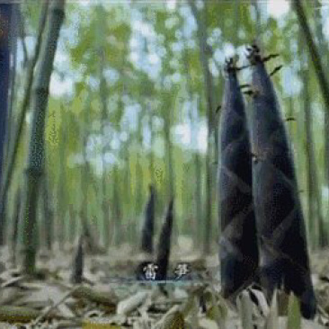 笋