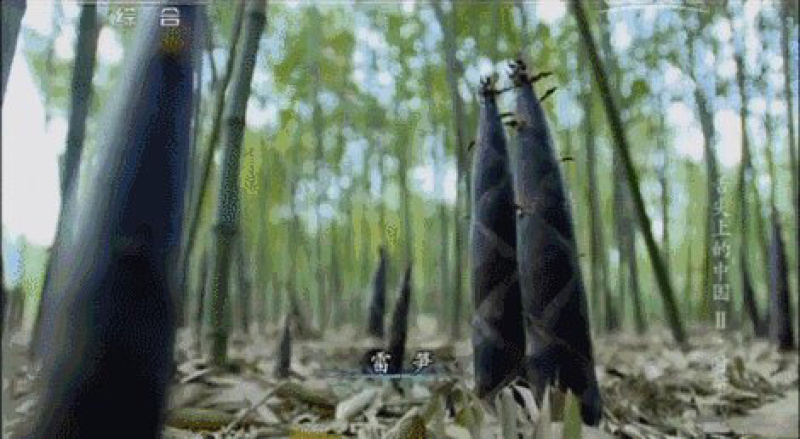 笋