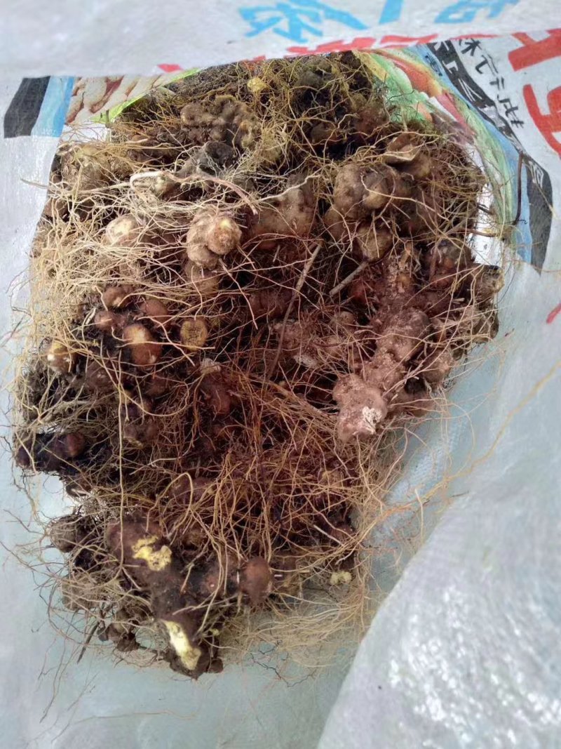 黄姜，老虎姜，山薯、玉延、山芋、野薯
