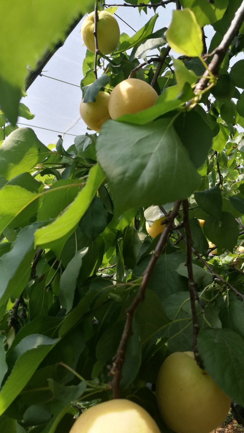 好看又好吃的凯特杏大量上市了