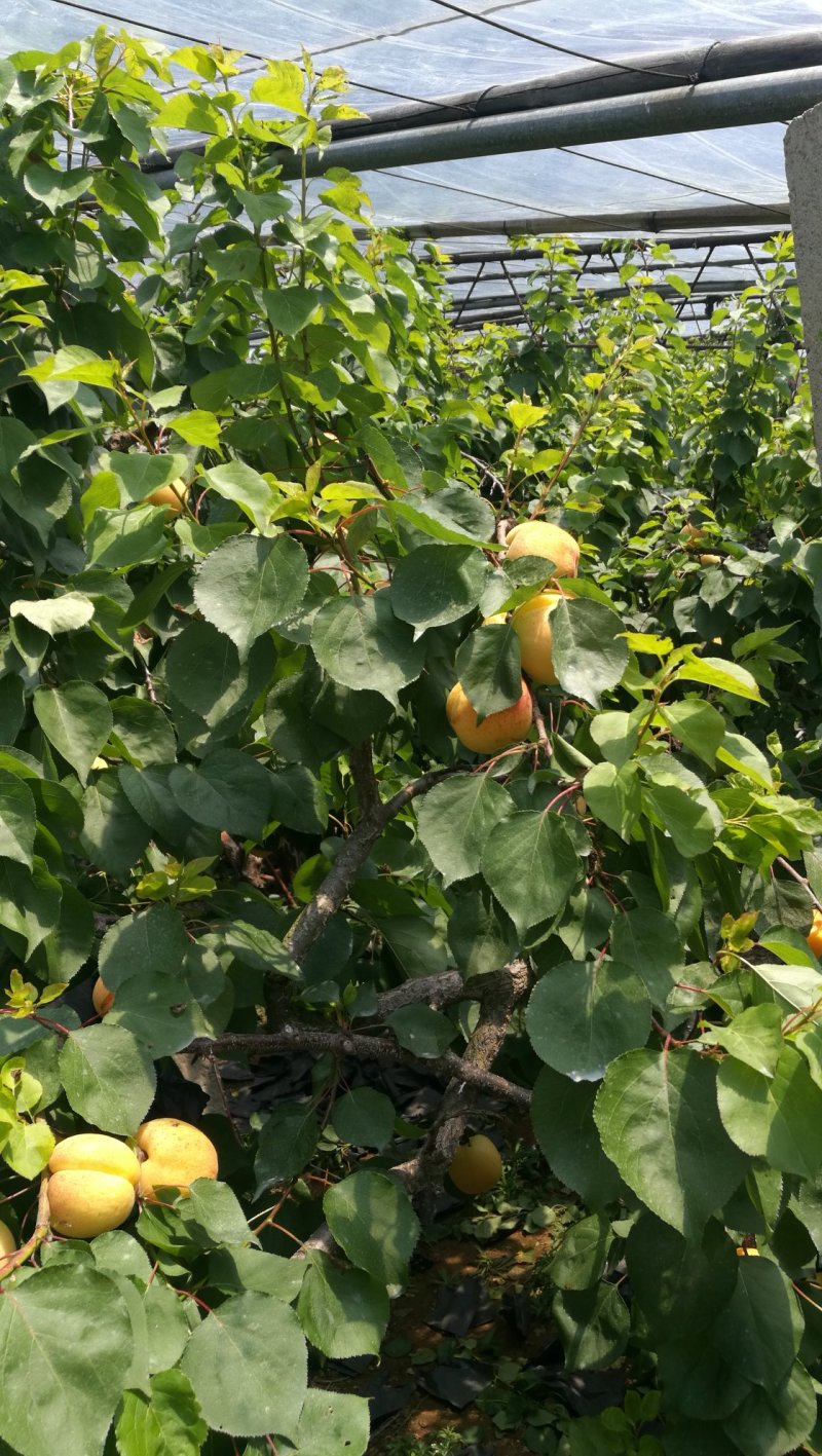 好看又好吃的凯特杏大量上市了