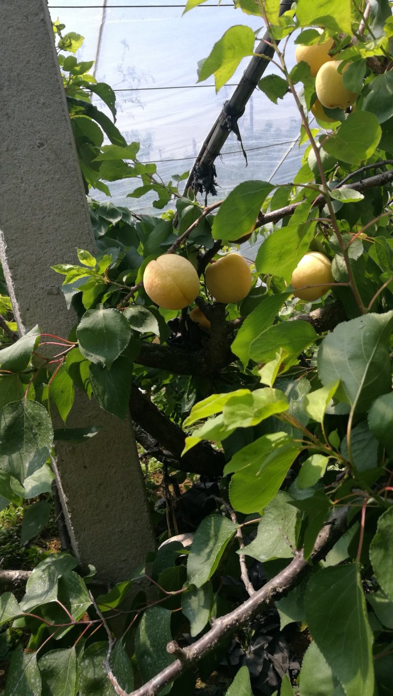 好看又好吃的凯特杏大量上市了