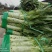 蔬菜，种植基地直供，绿色无污染