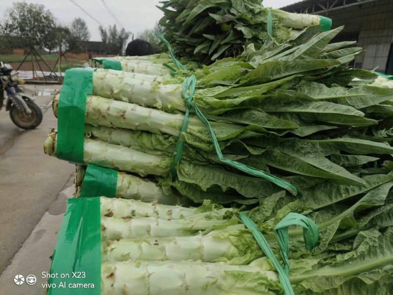 蔬菜，种植基地直供，绿色无污染
