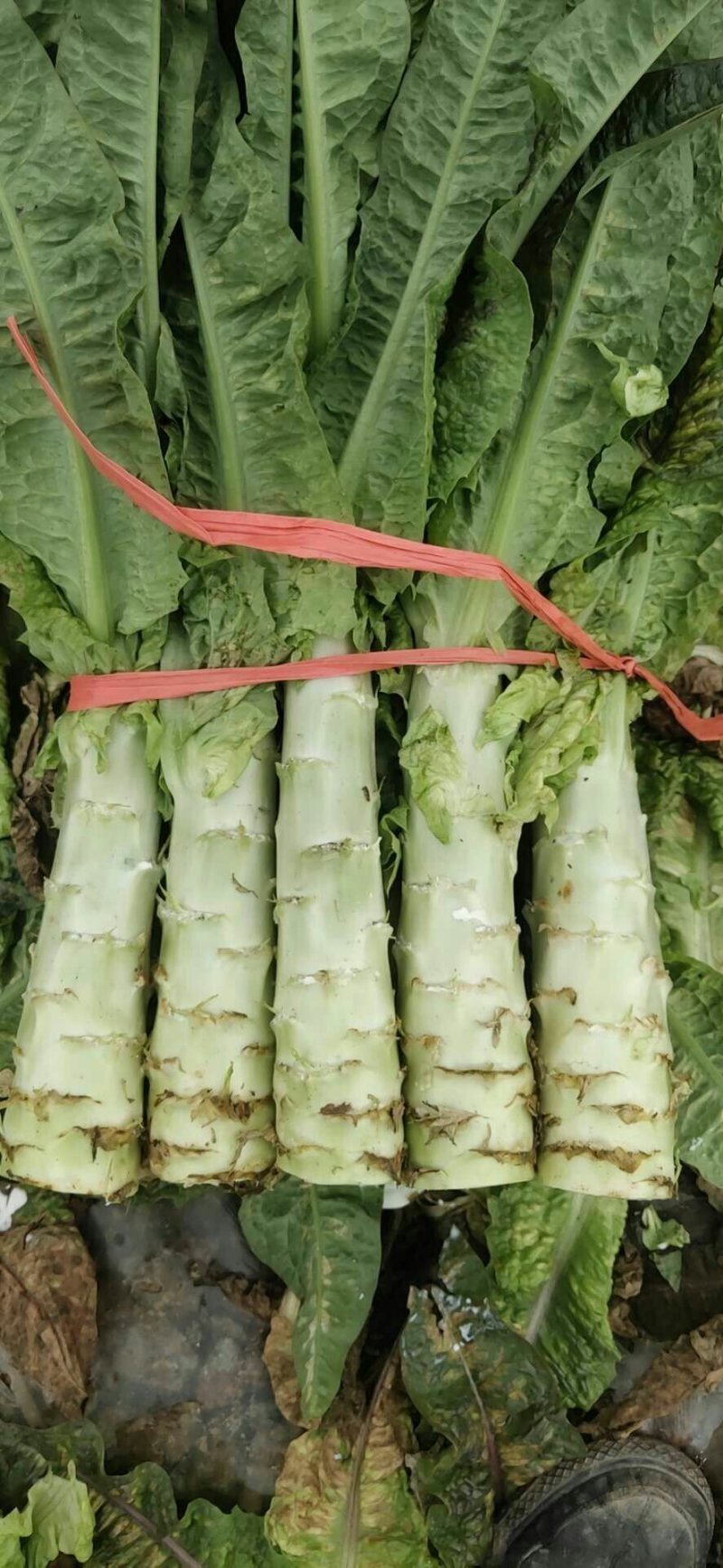 蔬菜，种植基地直供，绿色无污染