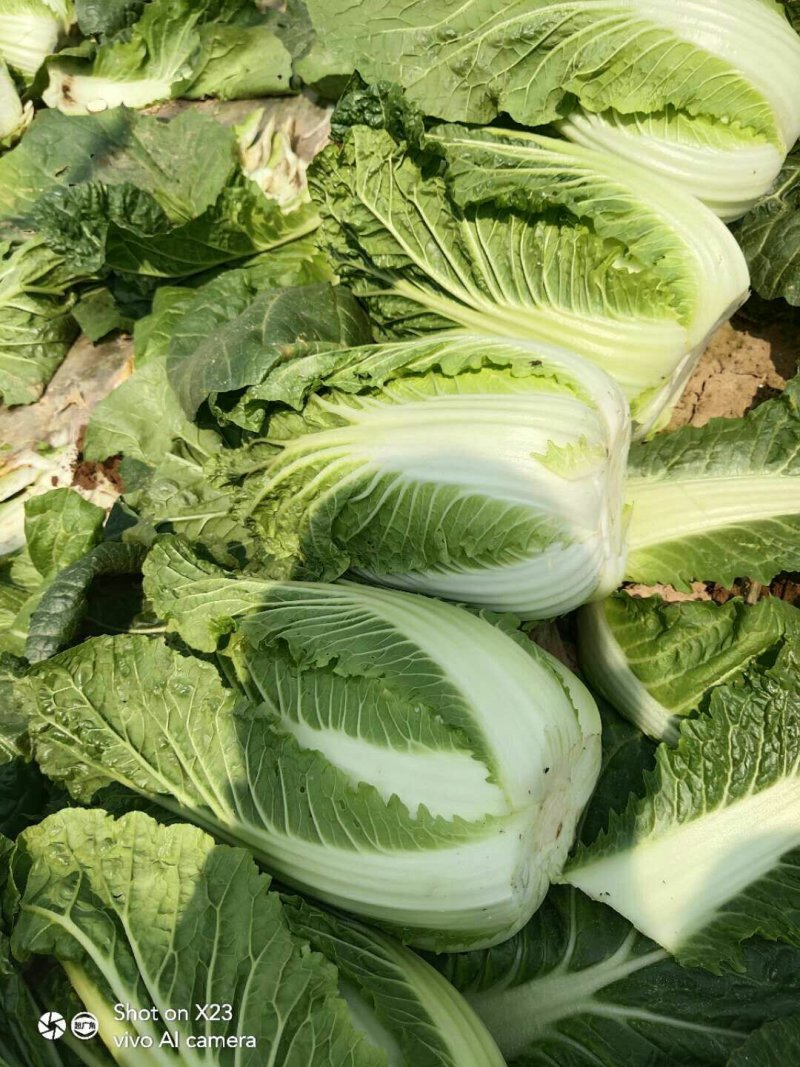 蔬菜，种植基地直供，绿色无污染