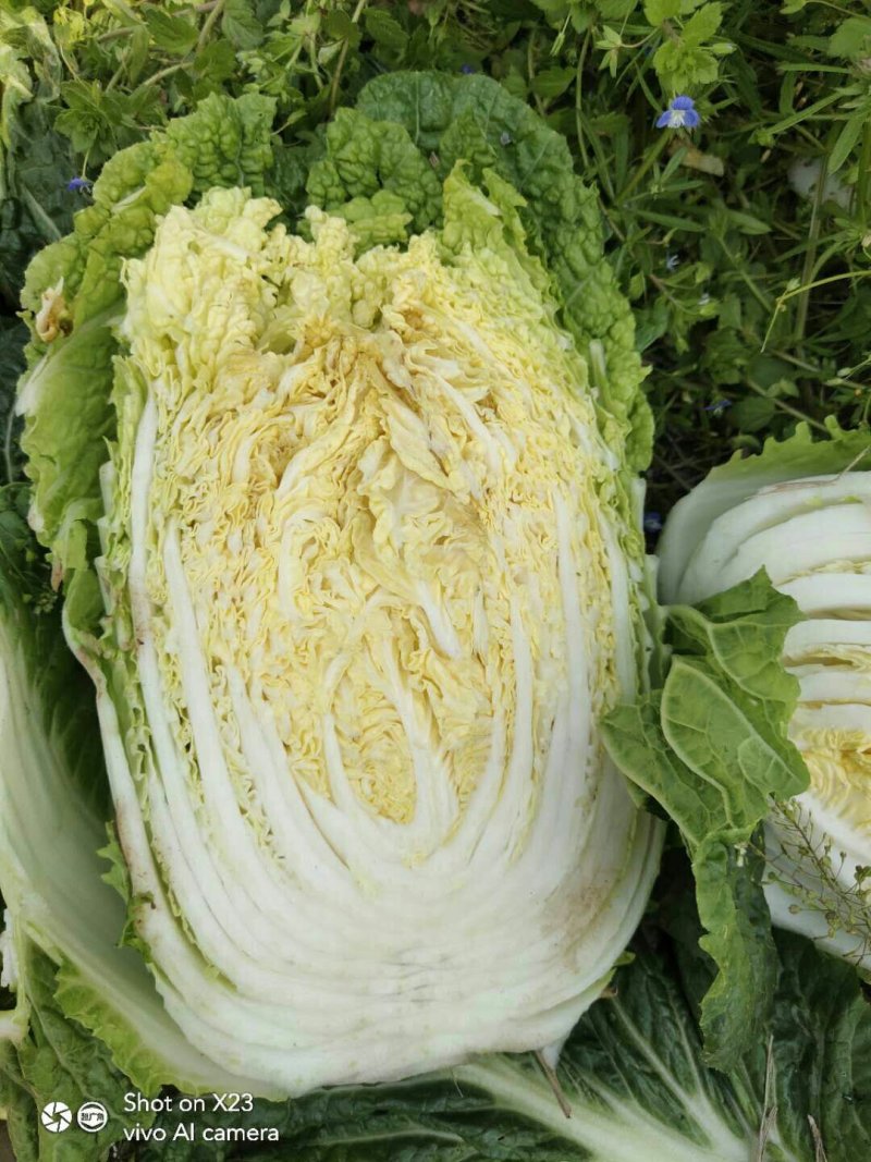 蔬菜，种植基地直供，绿色无污染