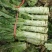 蔬菜，种植基地直供，绿色无污染