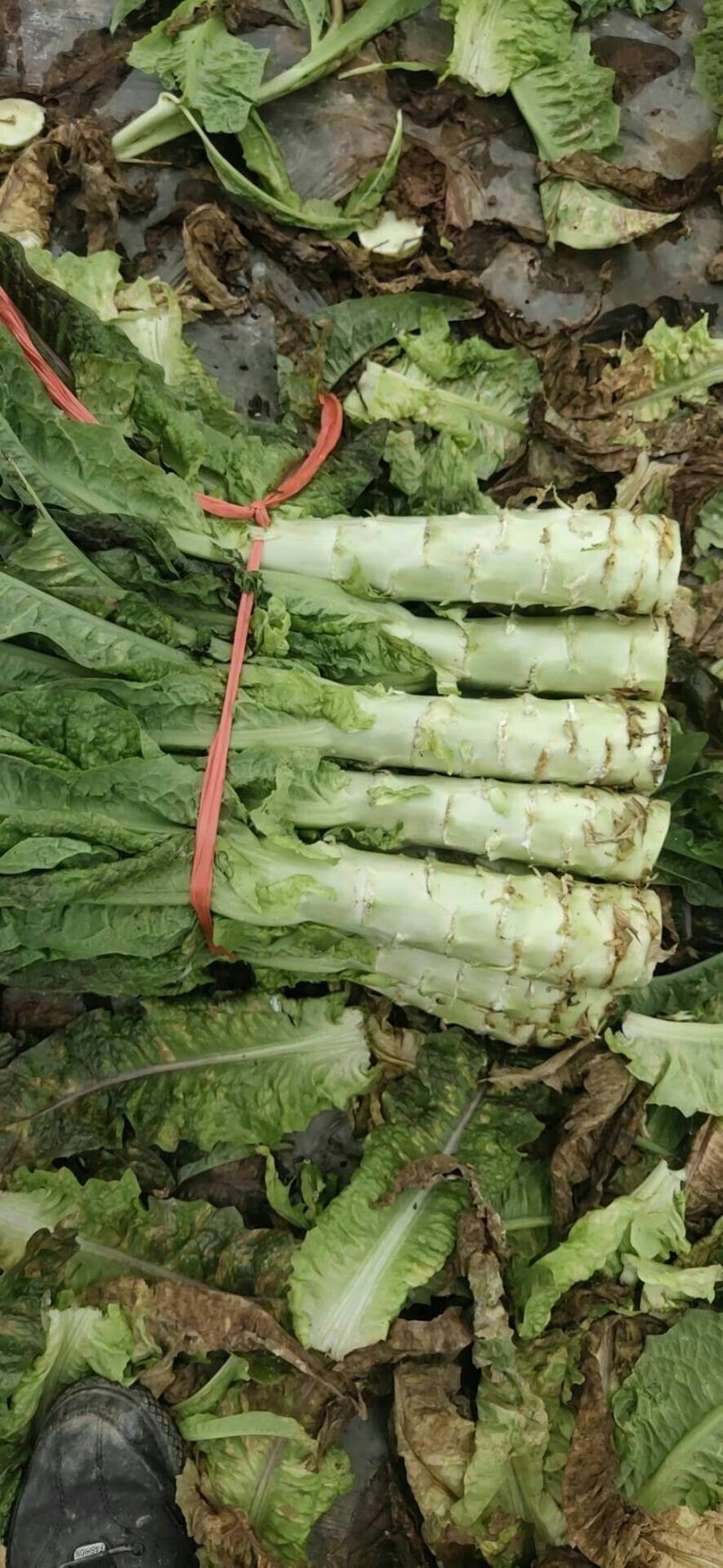蔬菜，种植基地直供，绿色无污染