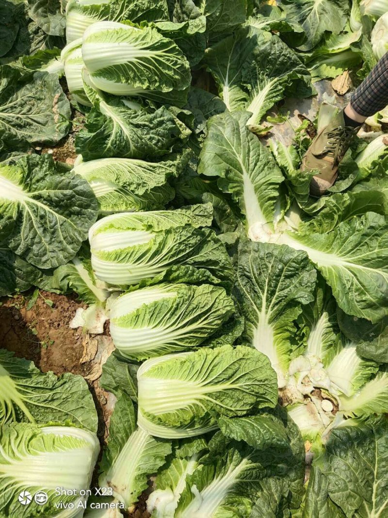 蔬菜，种植基地直供，绿色无污染