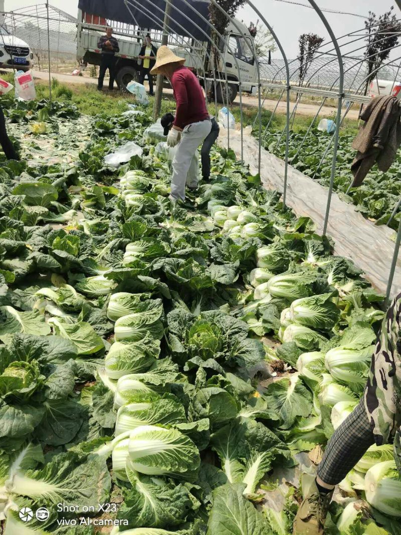 蔬菜，种植基地直供，绿色无污染