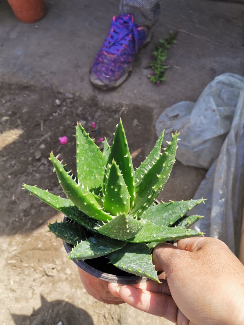 芦荟盆栽基地直发