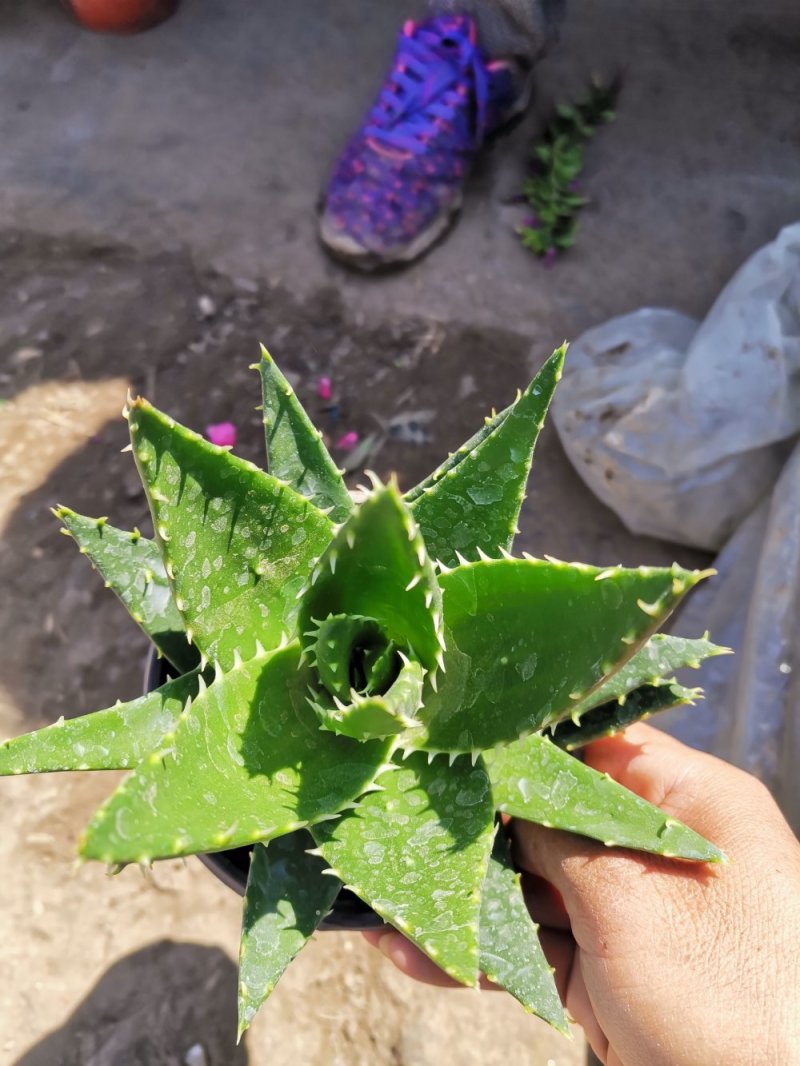 芦荟盆栽基地直发