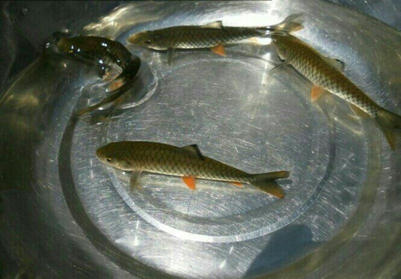 青竹鲩鱼苗，草鱼苗成活率%90