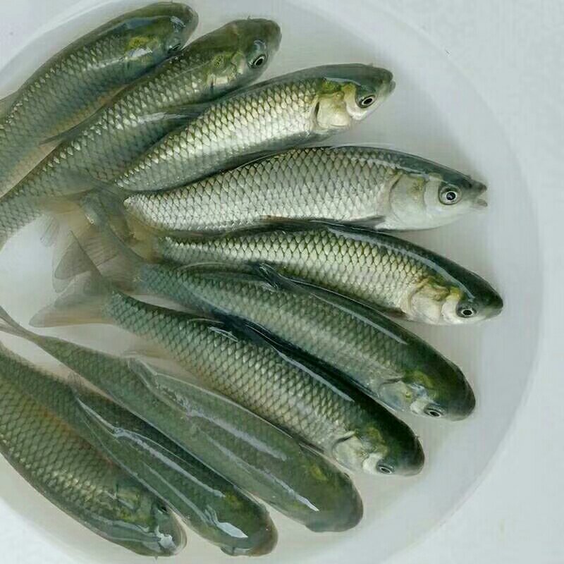 青竹鲩鱼苗，草鱼苗成活率%90