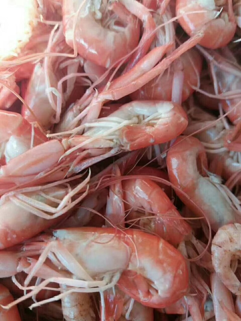 渤海湾狗虾，抓虾，一箱净重13斤左右，微咸。炒菜，做汤