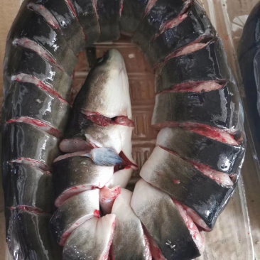 黑鳗鱼，肉质极鲜美，现杀，包装好，只要下单，您说了算