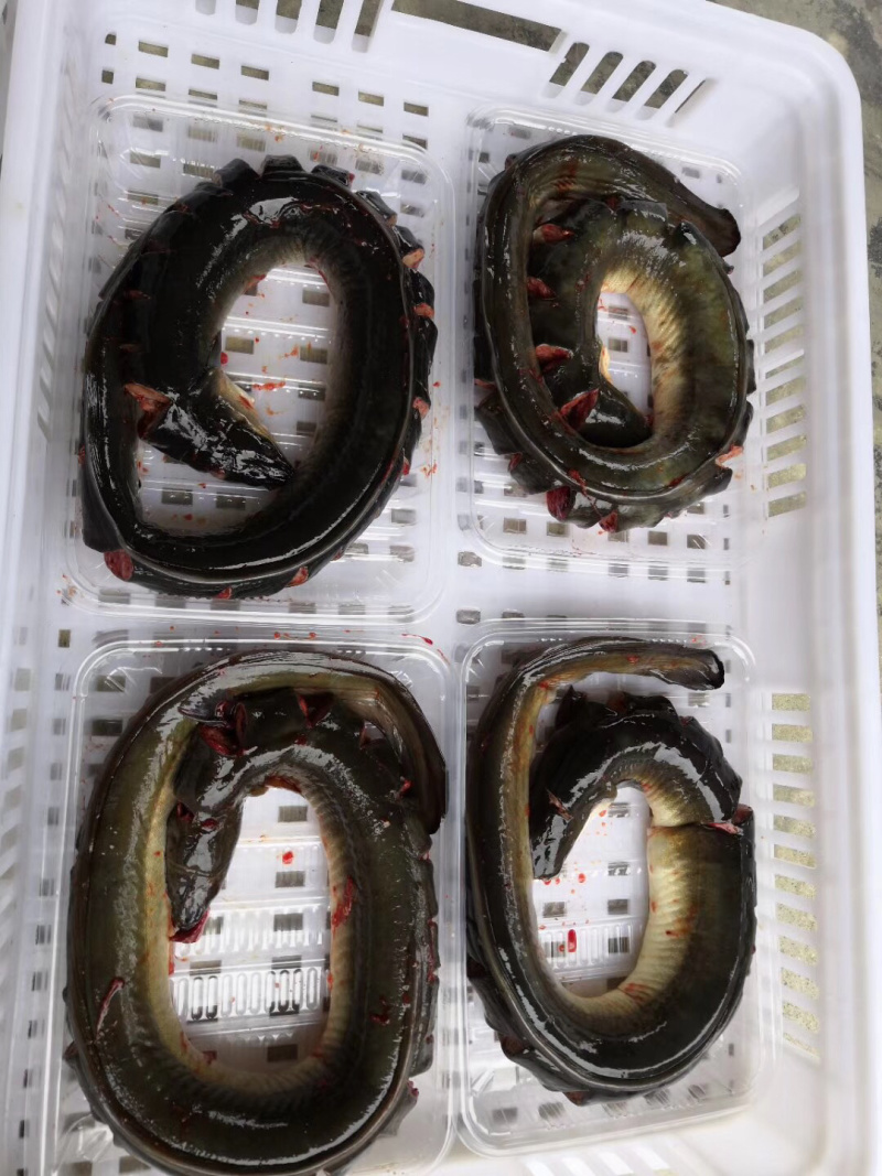 黑鳗鱼，肉质极鲜美，现杀，包装好，只要下单，您说了算