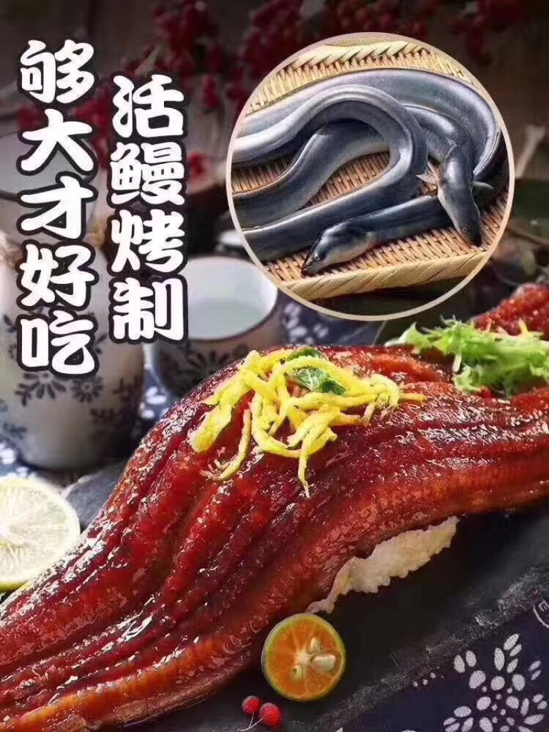 鳗鱼