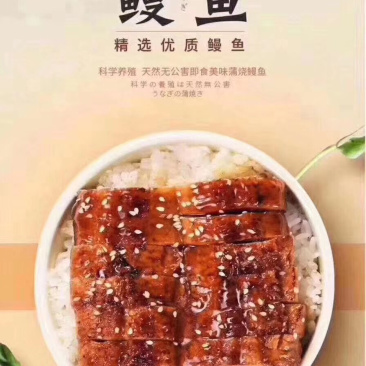 鳗鱼