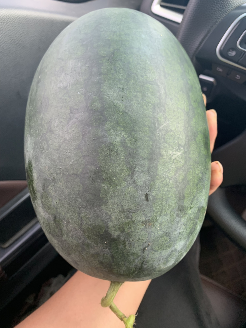 黑美人西瓜