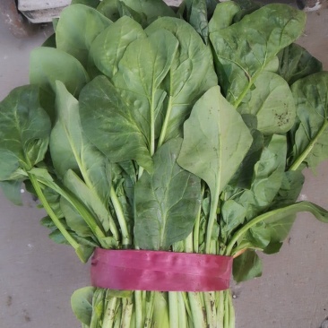 菠菜