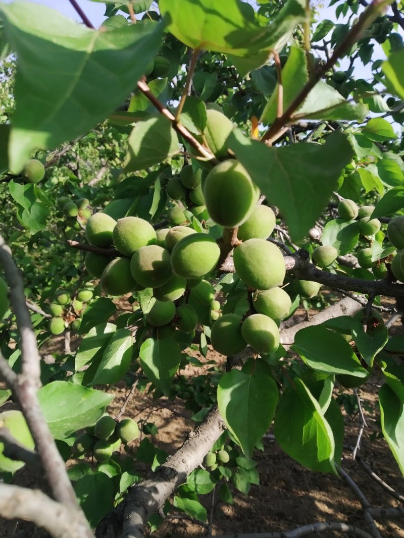 青杏。邢台巨鹿贺保丰