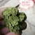 甜叶菊，全叶甜菊叶，小叶、大叶甜叶菊，含糖量高