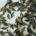 本场直销（桂花鱼苗，鳜鱼苗）