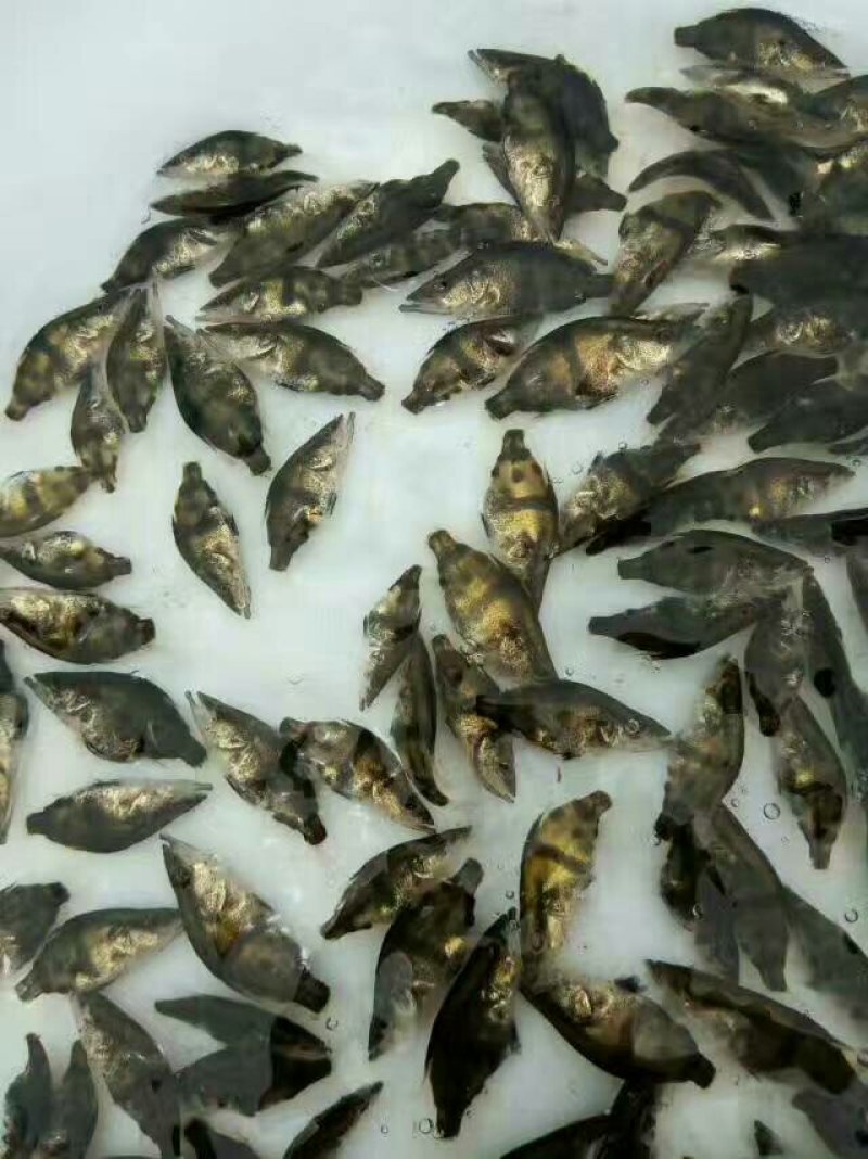 本场直销（桂花鱼苗，鳜鱼苗）