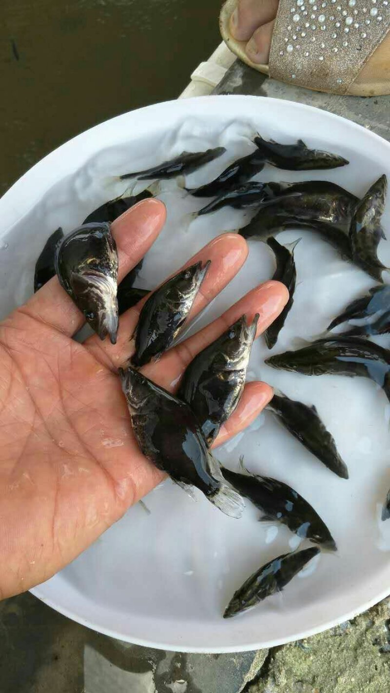 本场直销（桂花鱼苗，鳜鱼苗）