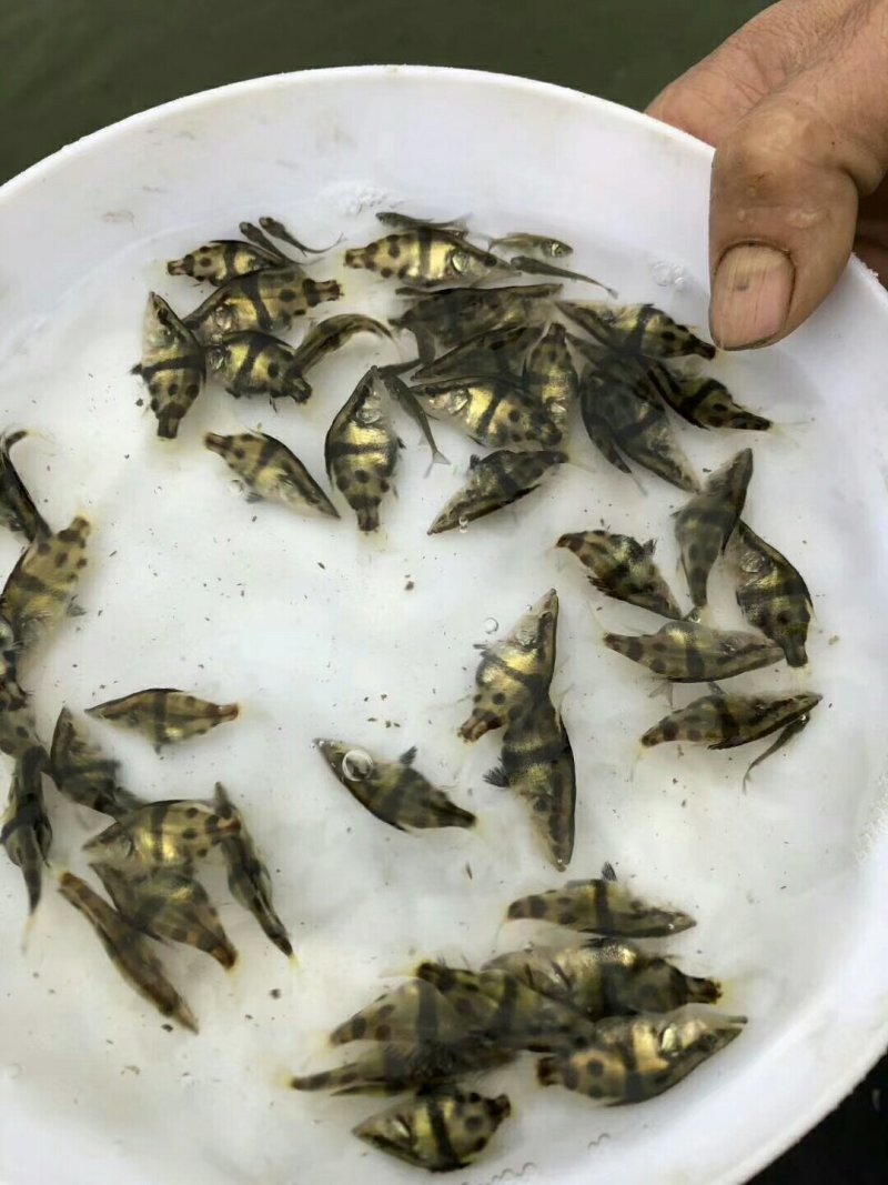 本场直销（桂花鱼苗，鳜鱼苗）