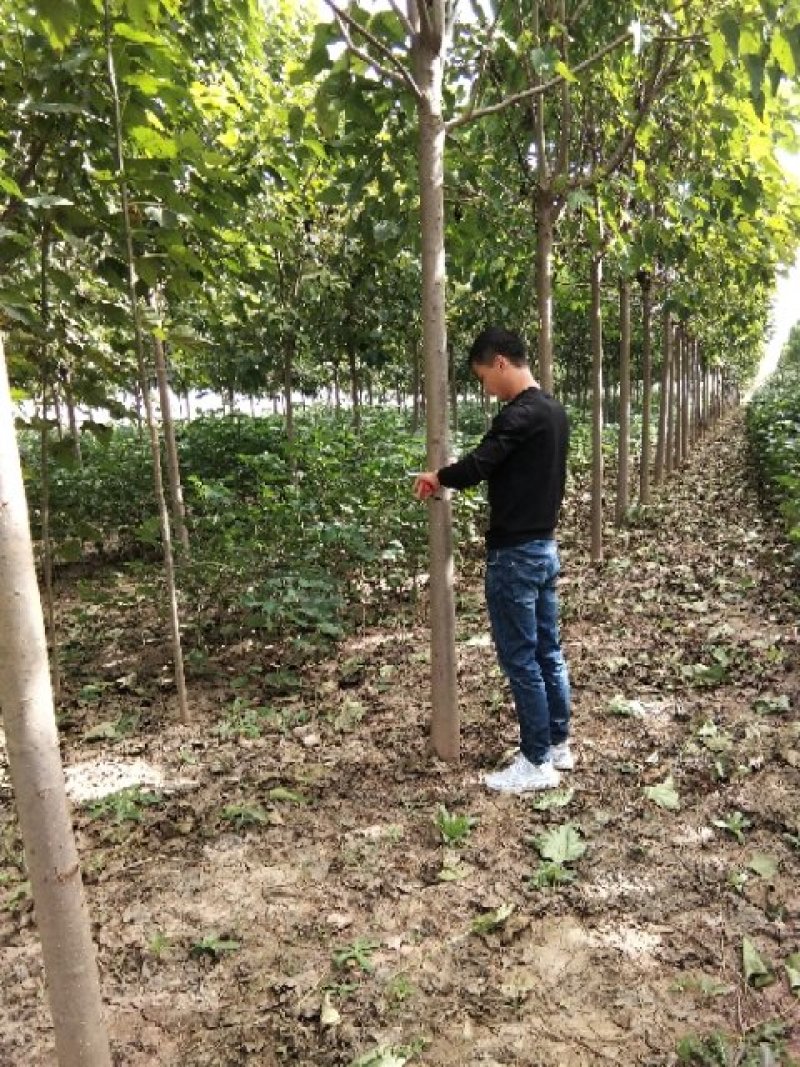 退林还耕楸树梓树清地