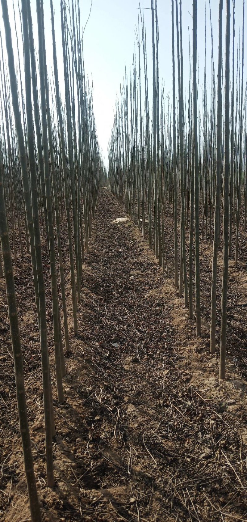 退林还耕楸树梓树清地